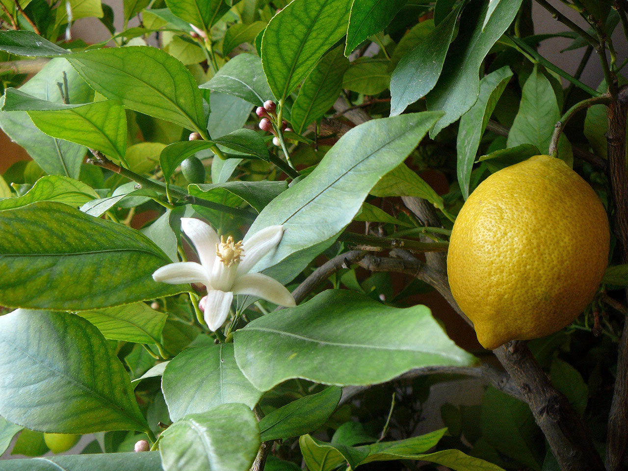 Citrus × limon - Khagsi Bharamasi (Lemon)