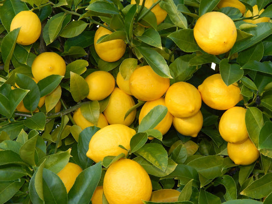 Citrus ×limon (Seedless lemon)