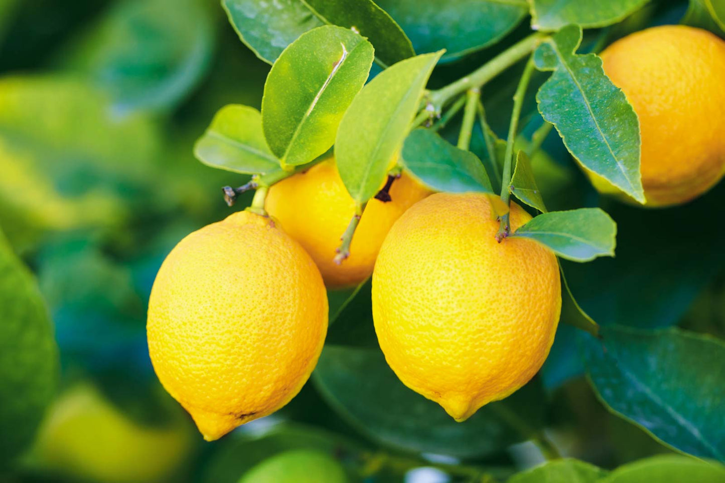 Citrus × limon (Lemon layer)