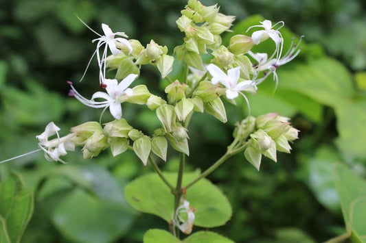 Clerodendrum infortunatram -(for Asthma) (Hill Glory Bower, Ibbane (for Asthma))
