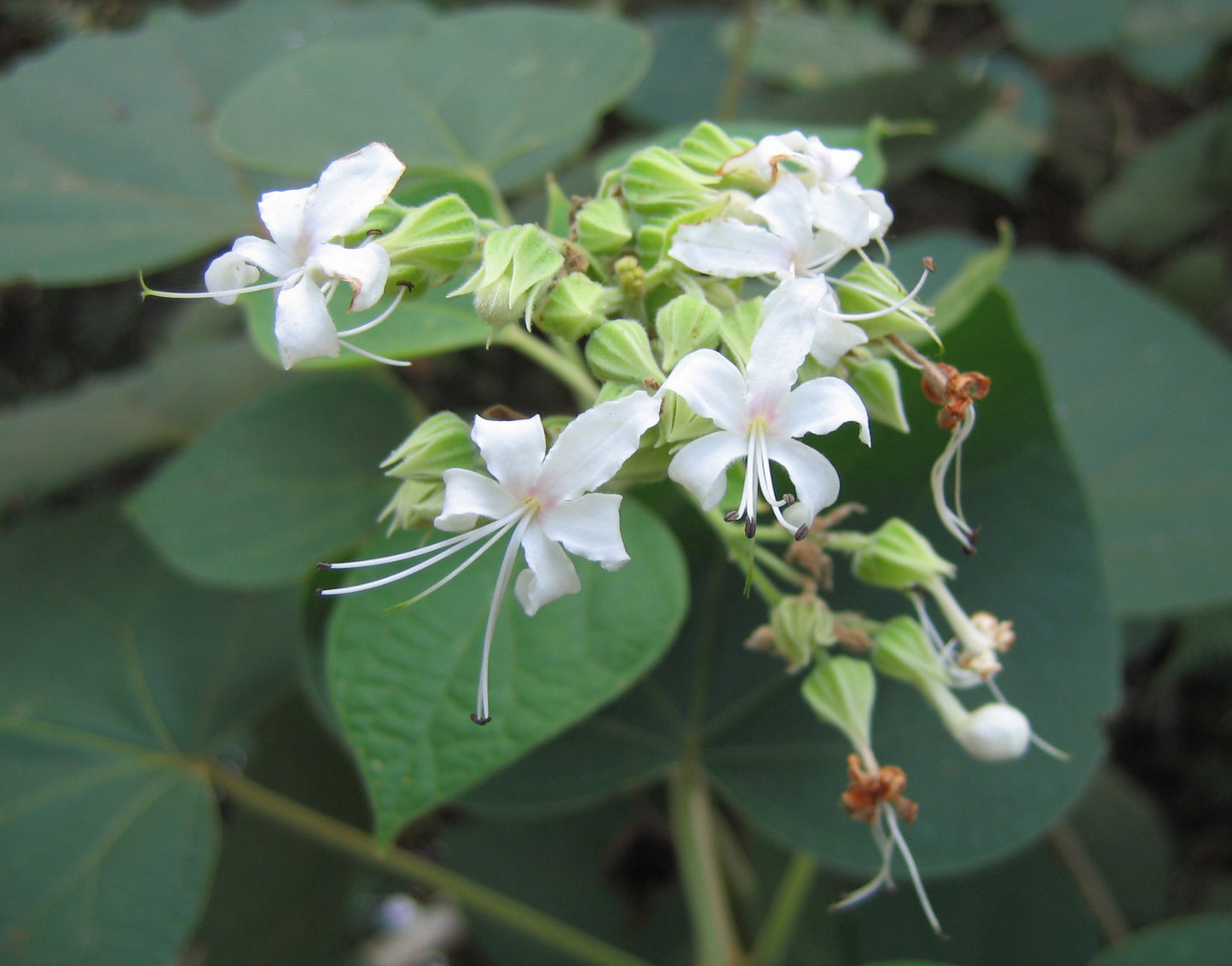 Clerodendrum infortunatram -(for Asthma) (Hill Glory Bower, Ibbane (for Asthma))