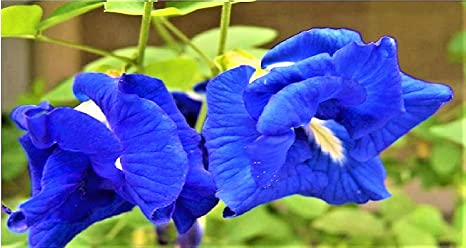 Clitoria ternatea -Sankupushpam white &blue) (Blue Pea flower,Sankupushpi (white &blue))