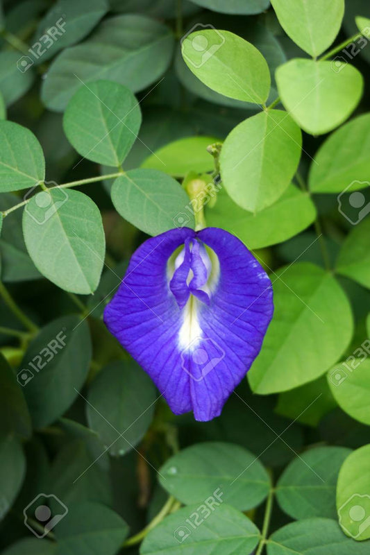 Clitoria ternatea -Sankupushpam white &blue) (Blue Pea flower,Sankupushpi (white &blue))