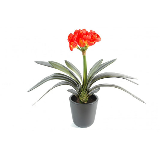 Clivia Miniata (Kaffir Lilly)