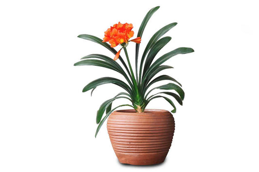 Clivia Miniata small (Kaffir Lilly)