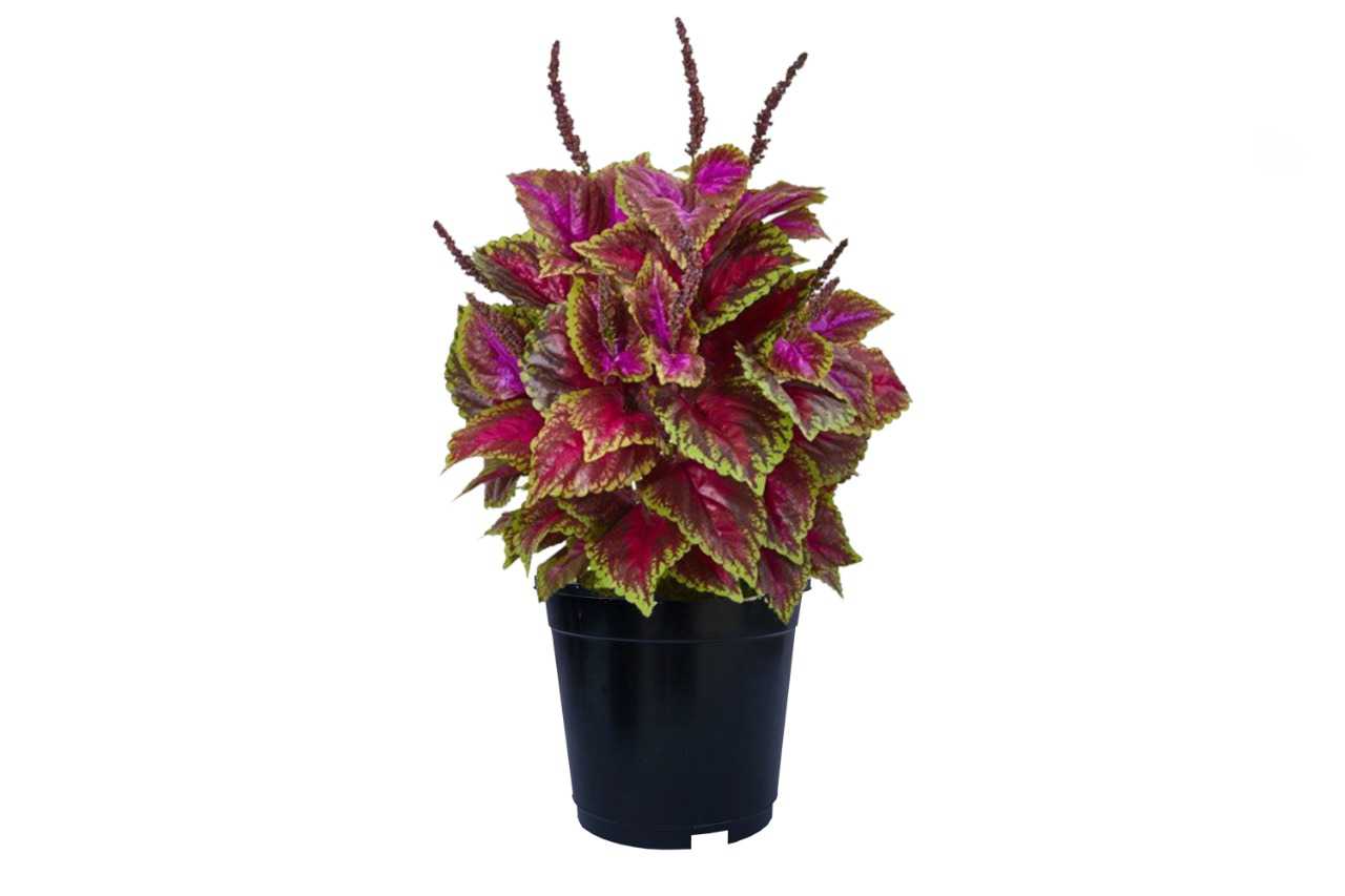 Coleus (Painted Nettle or Flame Nettle) (5" x 3.25")