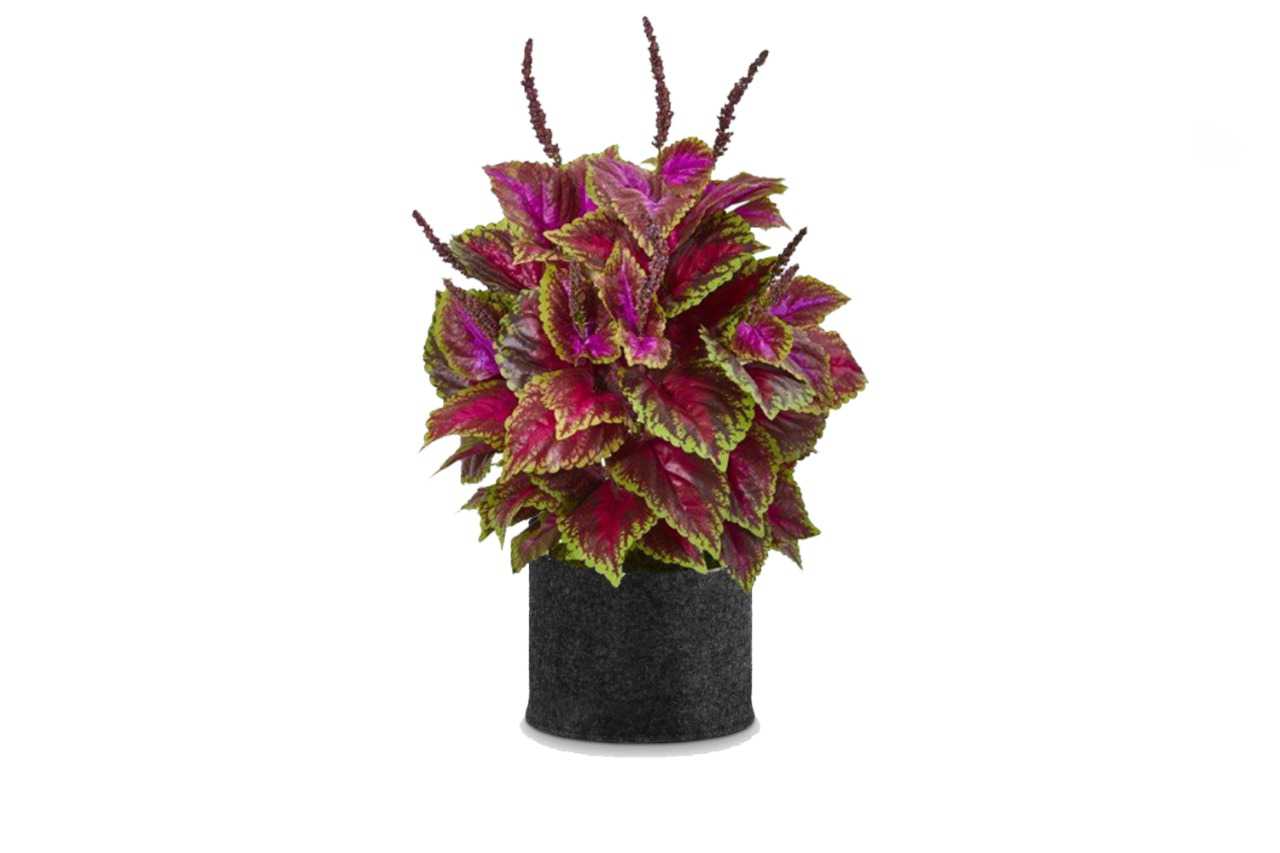 Coleus (Painted Nettle or Flame Nettle) (5" x 3.25")