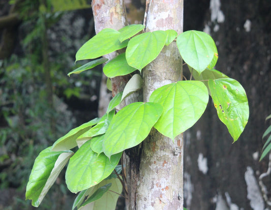 Coscinium fenestratum - (Flase Calumba , Marada Arashina(for sexual disease))