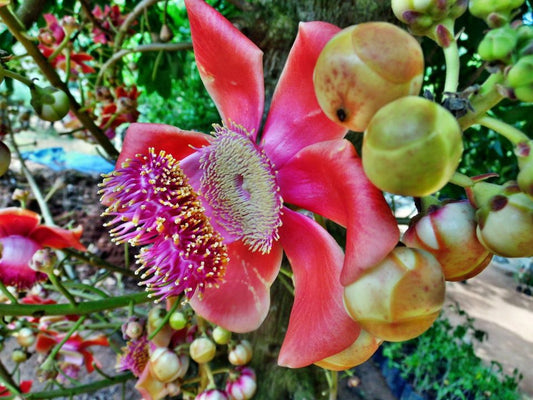 Couroutita guianensis  (Cannon ball tree, Nagalinga)