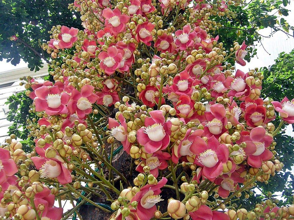 Couroutita guianensis  (Cannon ball tree, Nagalinga)