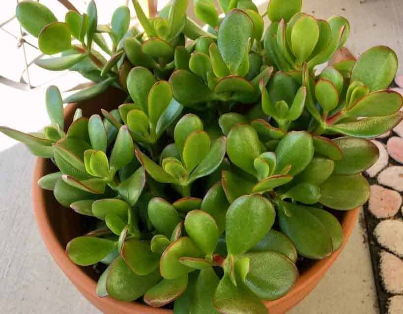 Crassula ovata (Big Jade Plant)