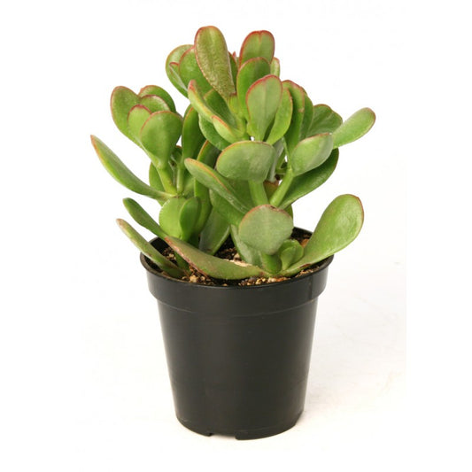 Crassula ovata (Jade)