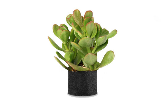 Crasula ovate- Saisa (Jade plant)