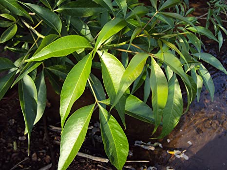 Crateva religiosa - Neermathalam (Garlic pear, Nirvala)