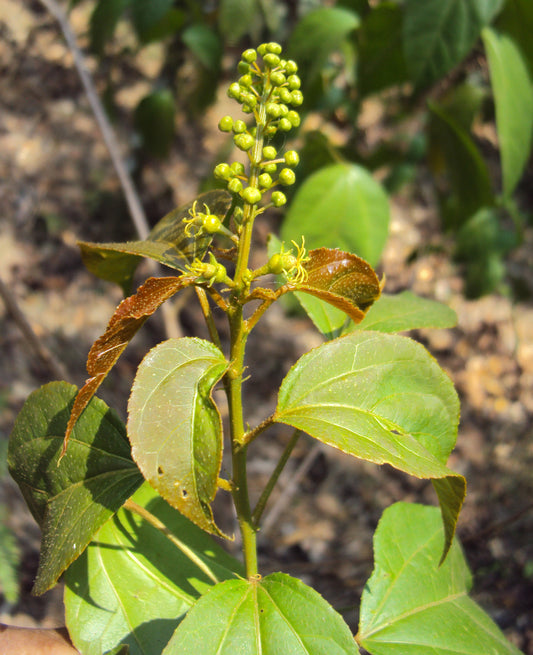Croton tiglium -Neervalam ( Croton oil plant, Jamal ghota, Japala)