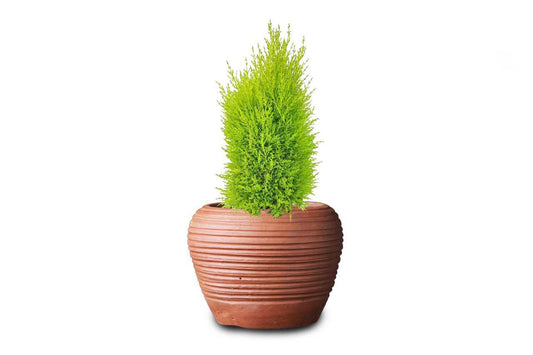 Cupress Macrocarpa (Monterey cypress) (6" x 3.25")