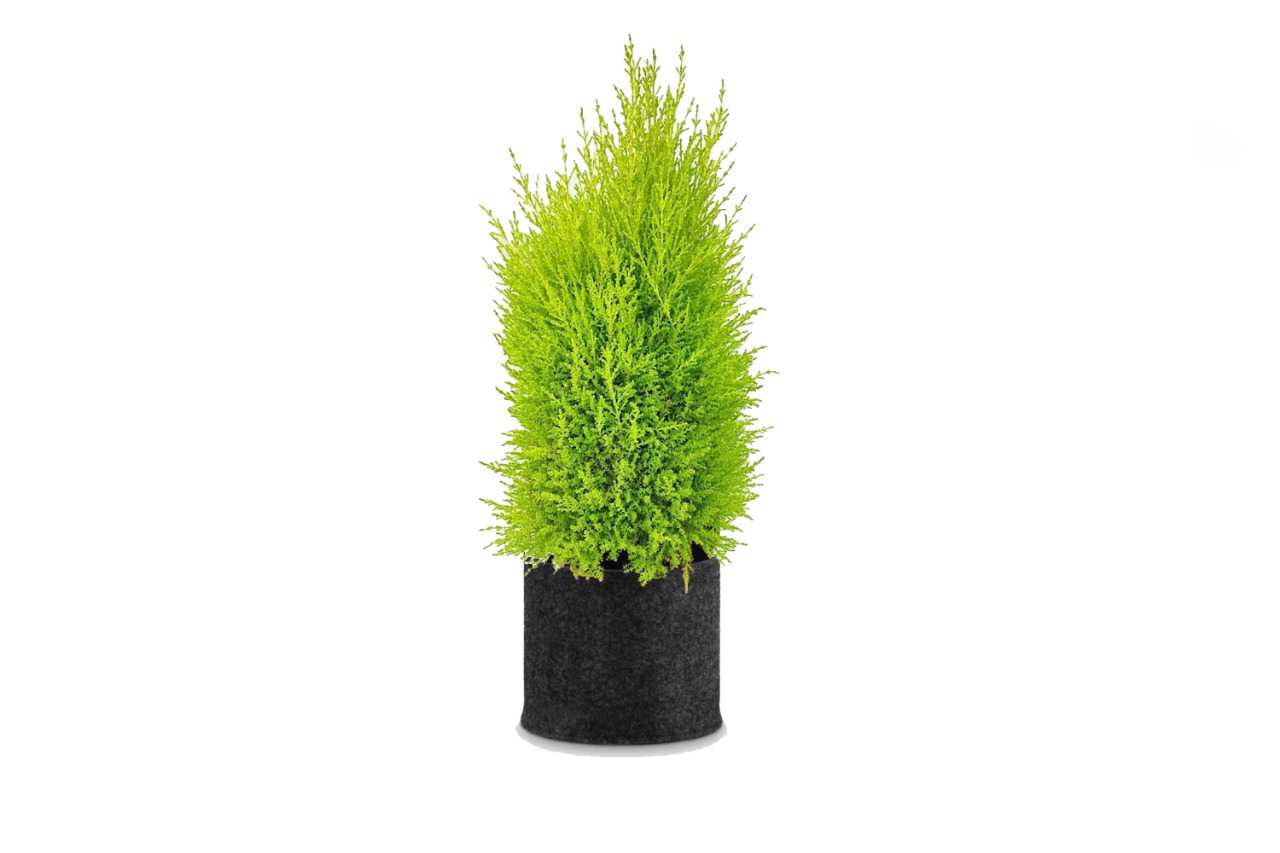 Cupress Macrocarpa (Monterey cypress) (6" x 3.25")