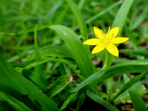 Curculigo orchioides  (Golden eye grass, Nela tengu)