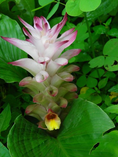 Curcuma aromatica