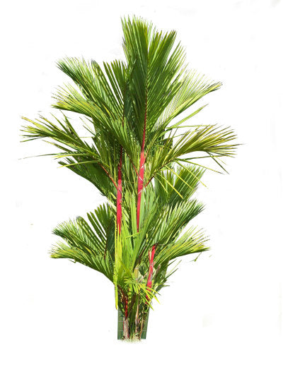 Cyrtostachys renda (Red lac Palm)