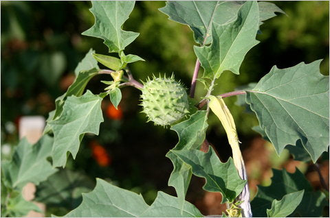 Datura stramonium  (Jimson weed, Dattoori)
