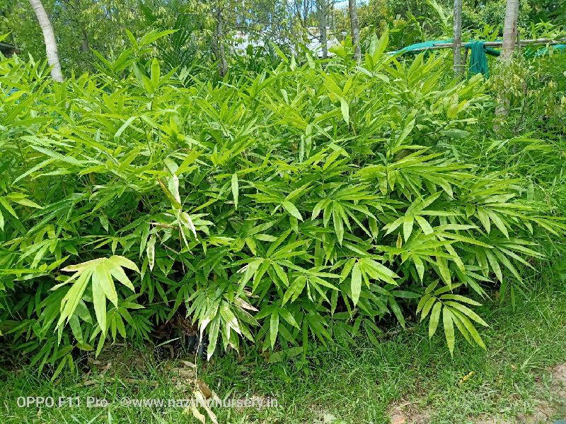 Dendrocalamus Strictus, Balcoa, Bambusa arundinacea (Bamboo 3 varieties 100 each)