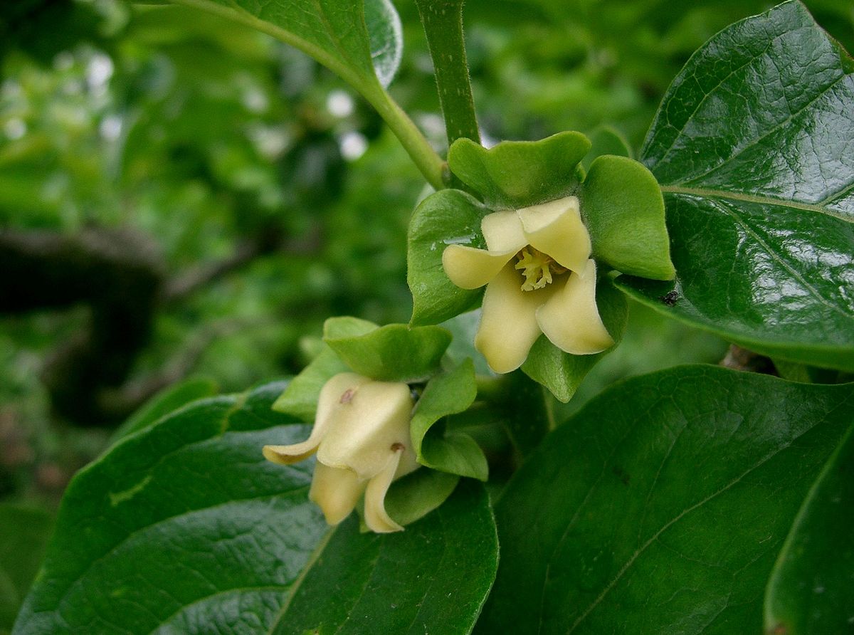 Diospros ebenum  (Ceylon ebony)