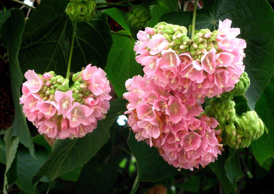 Dombeya wallichii (Pink Ball Tree)