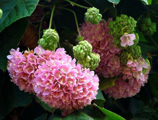 Dombeya wallichii (Pink Ball Tree)