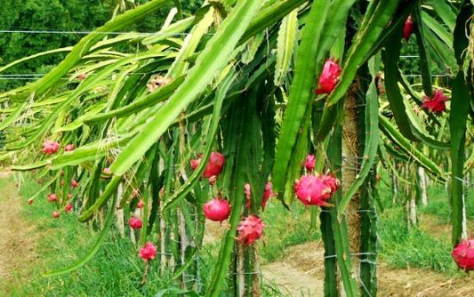 Hylocereus Costaricensis (red) (Dragon Fruit)