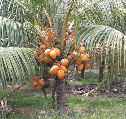 Dwarf-orange (Coconut)