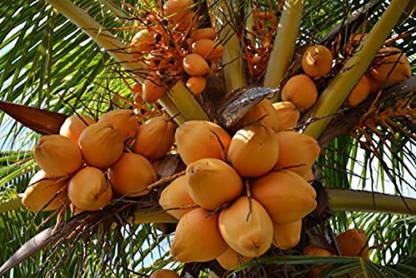 Dwarf-orange (Coconut)