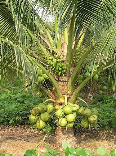 DxT (Coconut)