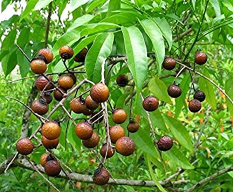 Elaeocarpus ganitrus -Rudraksham (Woodenbegar,Rudraksha)