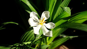 Eleutherine bulbosa - (verikose vain) (Dayak Onion (verikose vain))