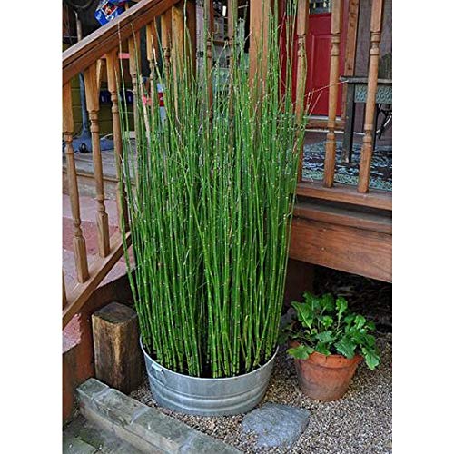 Equisetum hyemale (Horsetail)