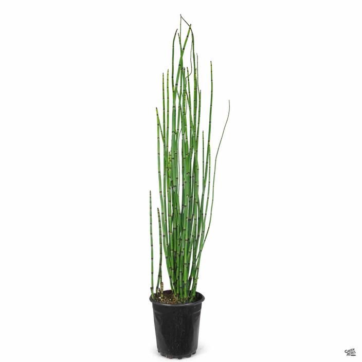 Equisetum hyemale (Horsetail)