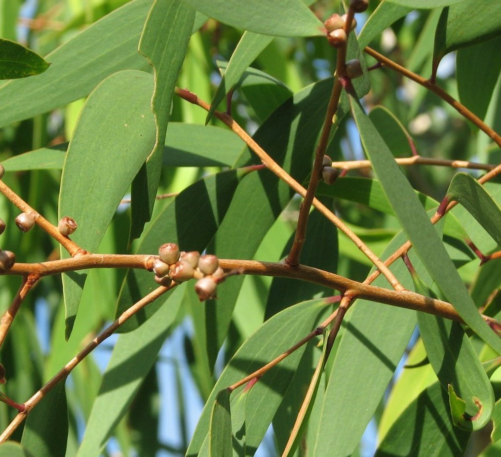Eucalyptus globules  (Nilgiri mara)