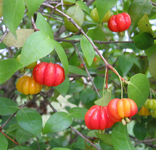 Eugenia uniflora (Surinam Cherry- Black)