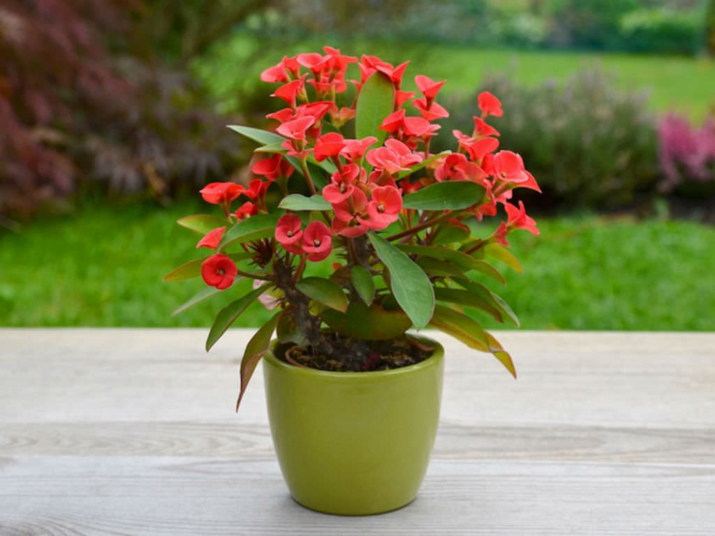 Euphorbia milii (Crown of Thorns)