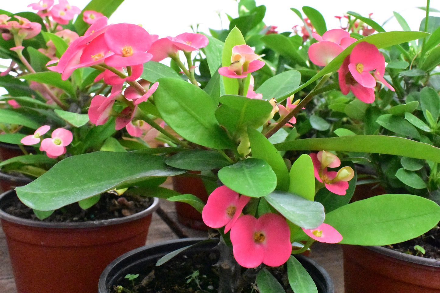 Euphorbia milii (Crown of Thorns)