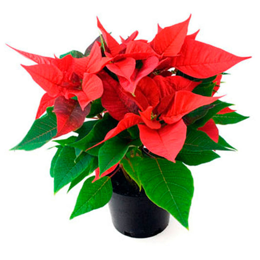 Euphorbia pulcherrima (Poinsettia)