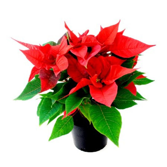 Euphorbia pulcherrima (Poinsettia)