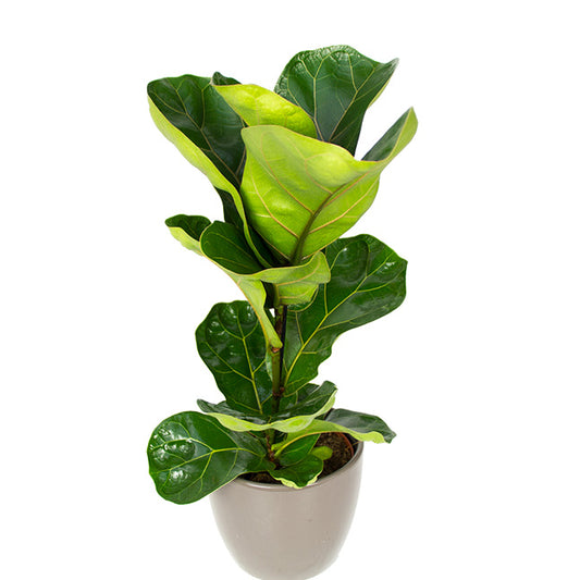 Ficus Lyrata 1 (Fiddle Leaf Fig)
