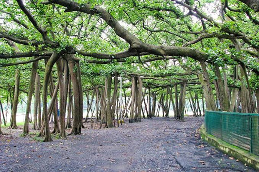 Ficus benghalensis -Peral (Banyan Tree, Aaladamara)