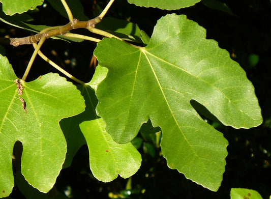 Ficus carica 'Brown Turkey (Fig)
