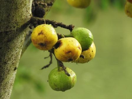 Ficus gibosa- lthi (Dye Fig, Gudumitte mara)