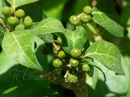 Ficus gibosa- lthi (Dye Fig, Gudumitte mara)