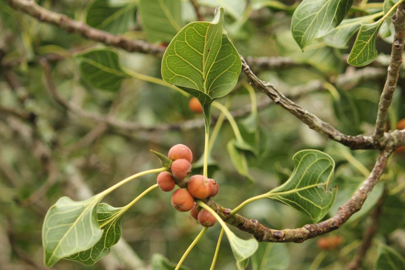 Ficus krishnae - krishna fig (krishna fig)