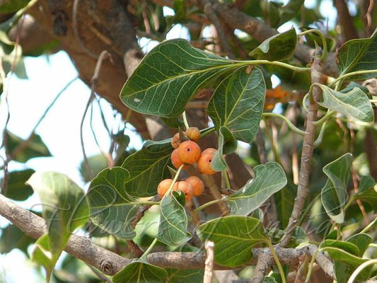 Ficus krishnae - krishna fig (krishna fig)